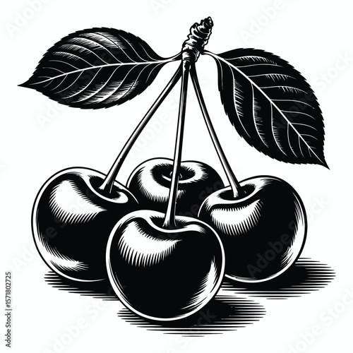 Black and white engraving of cherries with leaves cherry