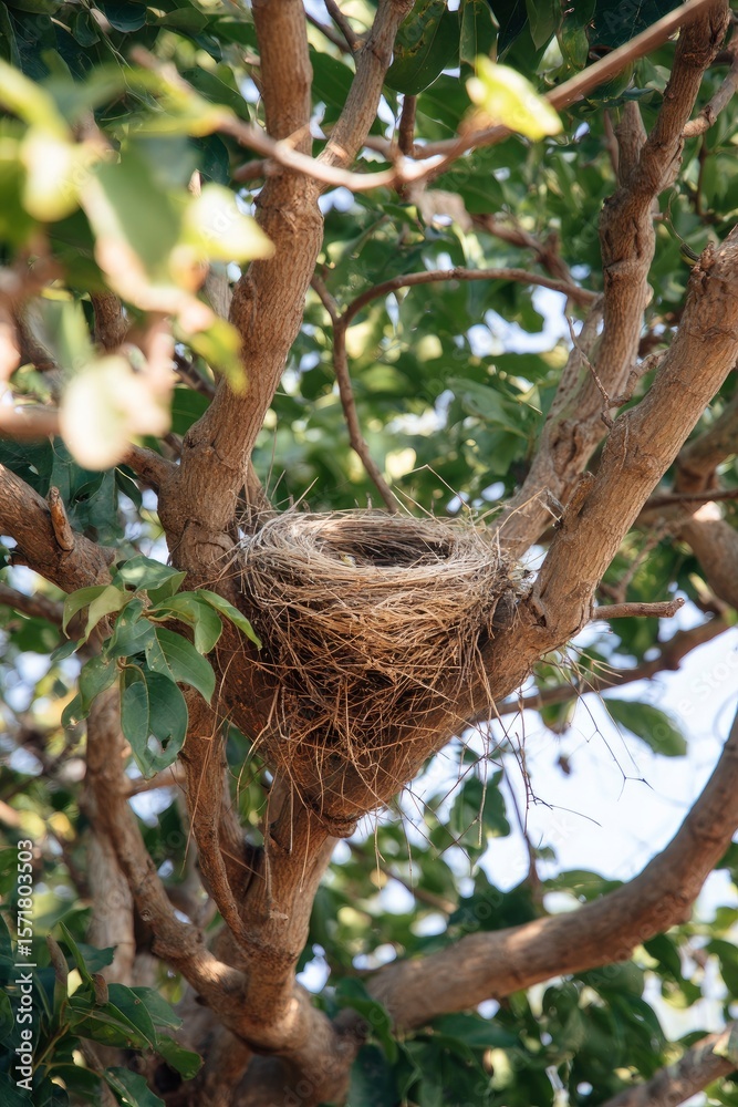 Birds nest nestled in a trees branches composed of dry grass and twigs Birds nest nestled in a trees branches composed of dry grass and twigs