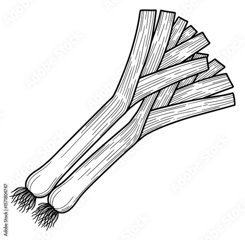 Leek Vegetables Monochrome Line Art Illustration