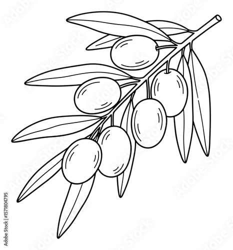 Olive Branch Line Art Illustration