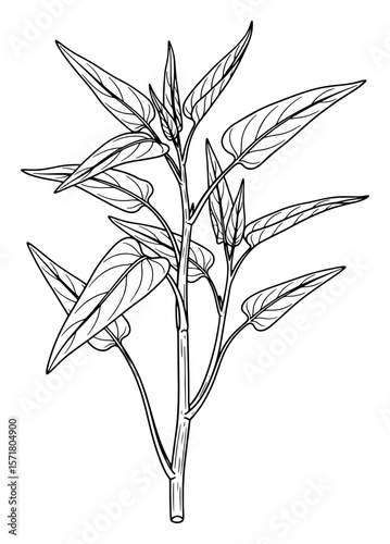 Beautiful Line Art Illustration of Water Spinach Plant