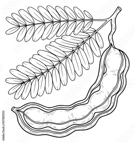 Tamarind Branch with Pod, Black and White Line Art Illustration