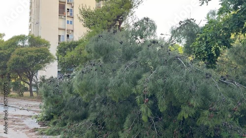 Large pine tree lies on the ground in a residential area of Split, Croatia, blocking the street after a hurricane, showing the extent of the damage