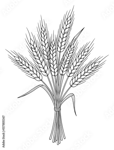 Illustration of a Sheaf of Wheat, Black and White Line Art