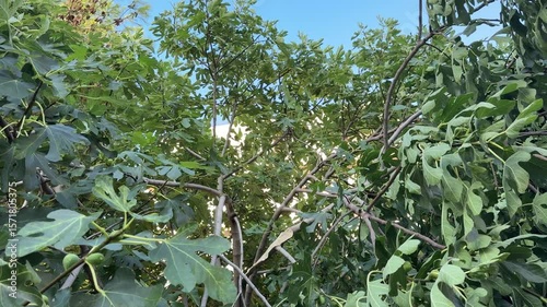 Green fig tree recovering from hurricane damage. Displaying resilience with vibrant green leaves against blue sky in Split. Croatia's Mediterranean landscape. Symbolizing nature's regenerative power