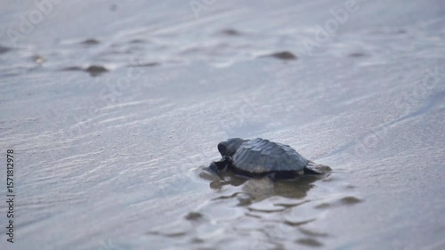 Newly hatched baby turtles walk on the beach sand. Marine animals