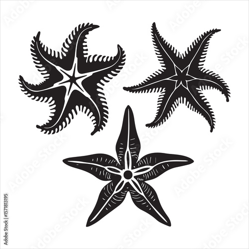 brittle star silhouette vector