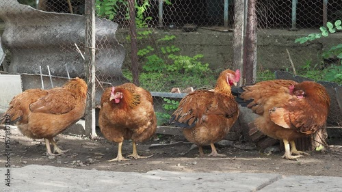Brown chickens in a homestead