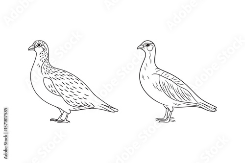 Two line art drawings of different types of game birds