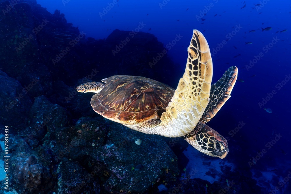 Fototapeta premium sea turtle swimming in Galapagos