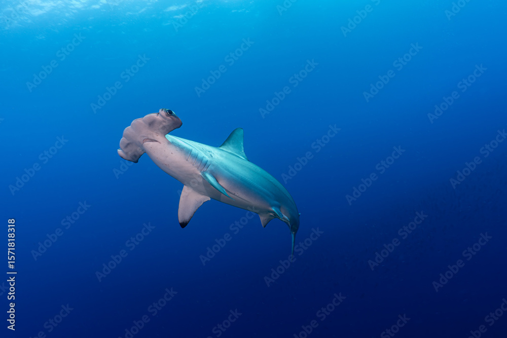 Fototapeta premium Scalloped Hammerhead Shark in Galapagos