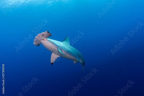 Scalloped Hammerhead Shark in Galapagos