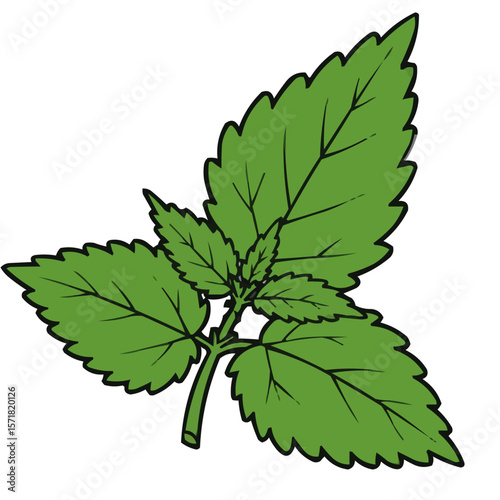 Mint leaves isolated on transparent background  