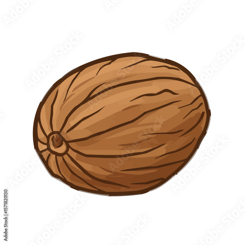 Nut illustration in brown color isolated on transparent background 