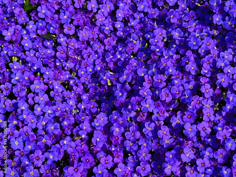 Fototapeta premium Purple rock cress covering ground like a carpet, use as background texture