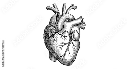 Vintage sketch doodle anatomical heart drawing, black engraving style, white background
