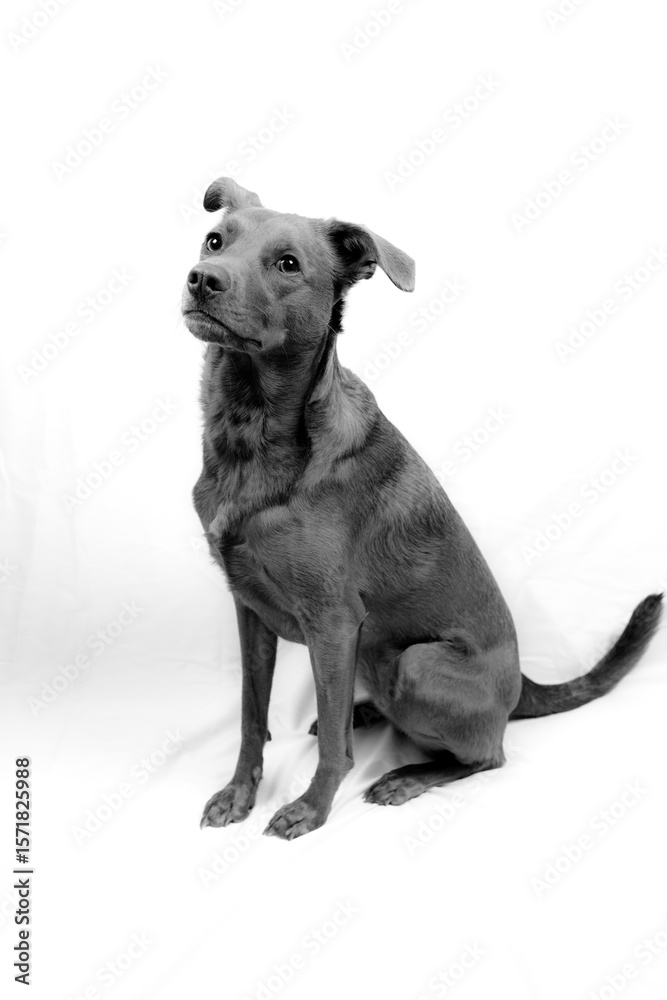 Fototapeta premium black and white dog