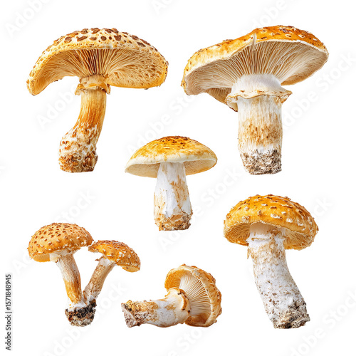 Assortment of mushrooms, showcased in a high-angle shot, revealing varied forms and intricate details