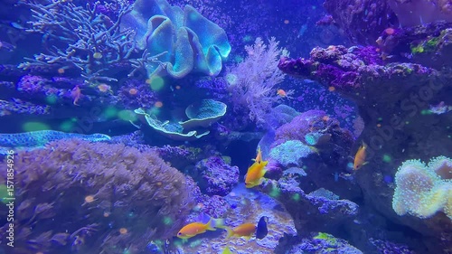 Tropical fish swimming among vibrant coral reef structures in deep blue light, exotic underwater marine ecosystem