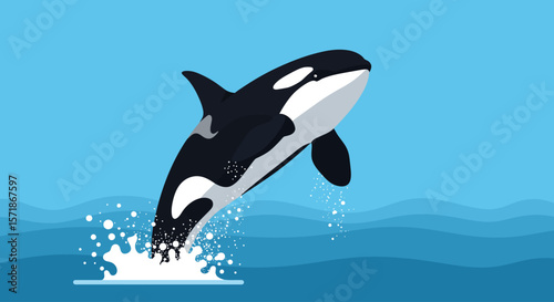 Vector Drawing of Killer Whale Jumping Out of Water – Orca Marine Animal Illustration