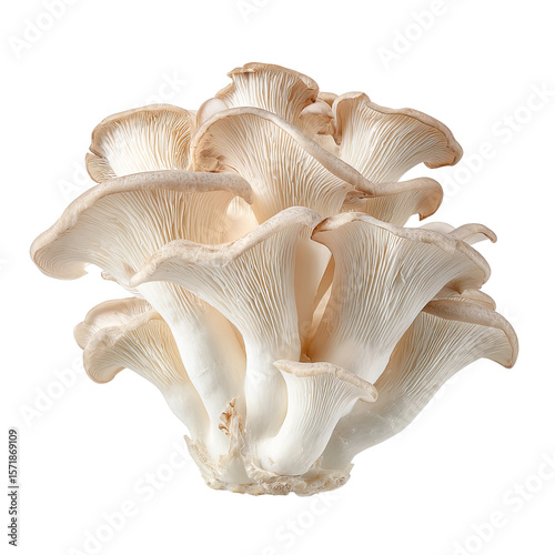 An up-close view of a cluster of oyster mushrooms, showcasing their delicate, fan-like structures