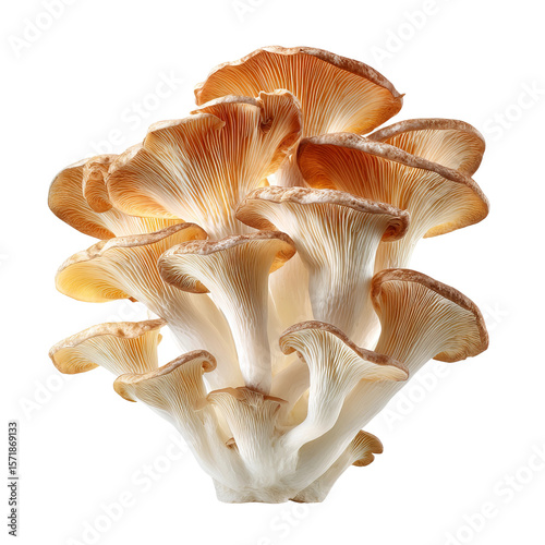 Close-up view of oyster mushrooms, showcasing their unique texture and form