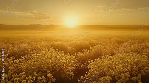 Golden sunrise over a field of blooming yellow flowers with dist
