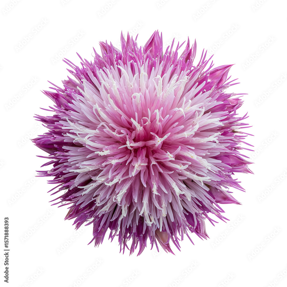 Obraz premium Close-up of a vibrant pink and white flower. Its intricate petals create a stunning visual display
