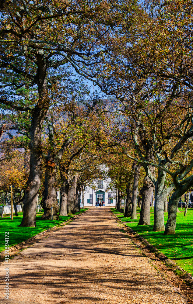 Naklejka premium Vertical shot of Groot Constantia manor framed by tree avenue, Cape Town, South Africa