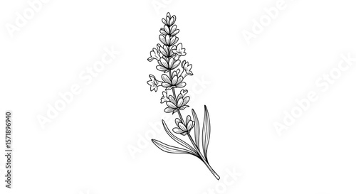  Vintage sketch doodle lavender sprig