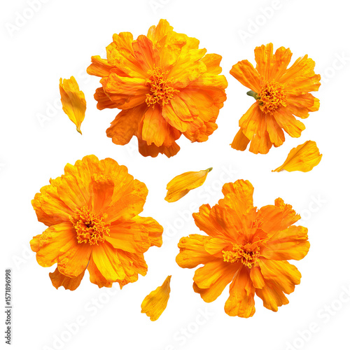 Vibrant Orange Marigold Flowers and Petals. A beautiful arrangement of bright marigold blossoms and delicate petals