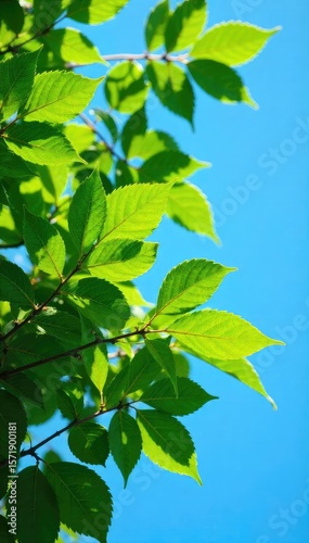 Vibrant green leaves of a tree contrast sharply against a deep blue summer sky, creating a tranquil and refreshing natural scene Perfect for nature, environmental, or travel themes , foliage, botany