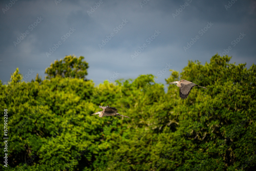 Fototapeta premium Great blue herons in flight