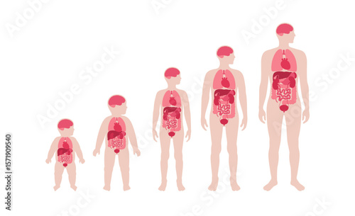 Internal organs in the male body