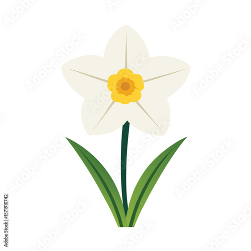 daffodil flower isolated on white