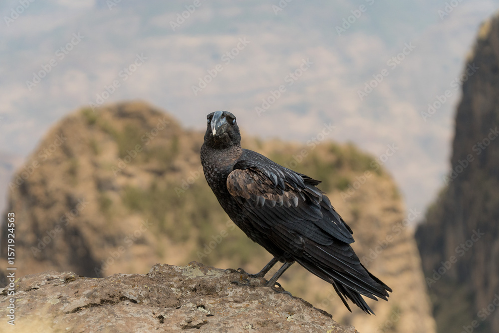 Fototapeta premium Thick Billed Raven in Simien Mountains, Ethiopia