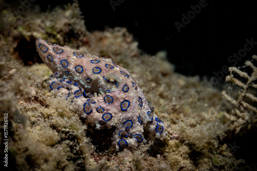 Blue Ringed Octopus at Kapalai, Malaysia 