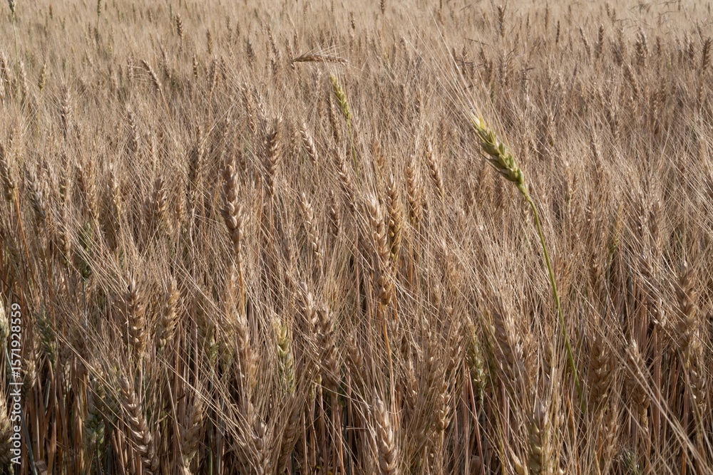 Fototapeta premium Close-up of golden ears of ripe wheat in farmland at sunset in summer