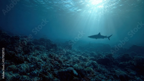 Shark silhouette visible in distance with reef and light filtering from surface