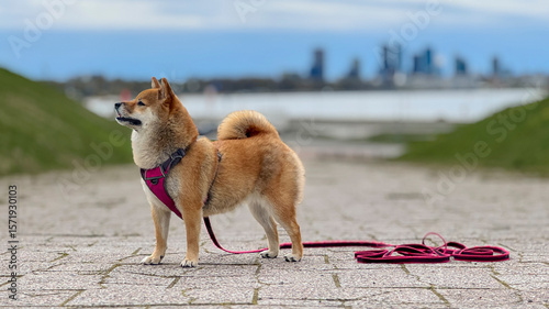 Adorable red Shiba Inu dog happily walking on lush green grass outdoors on a sunny summer day. High-quality, pet-friendly image perfect for nature, outdoor, or lifestyle projects. Copy space.