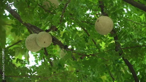 Tropical fruits. Limonia acidissima. Common names call wood apple. Rare fruit to taste. fruit on tree