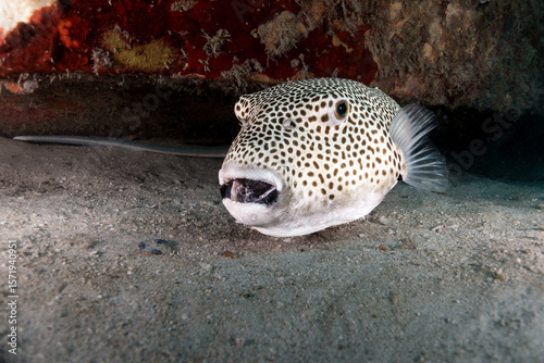 Pufferfish with Cleaner shrimp on it