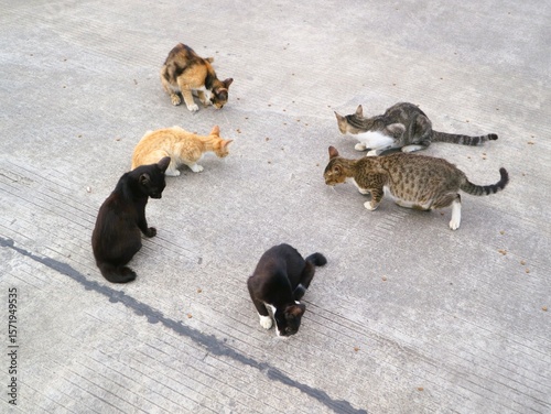 A group of various colored cats eating, domestic animal