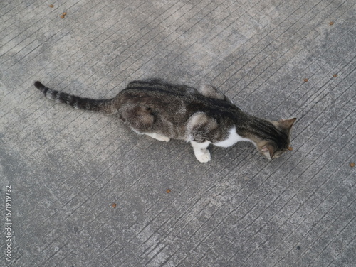 A group of various colored cats eating, domestic animal