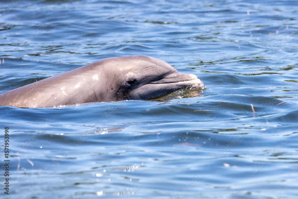 Fototapeta premium Hunting bottlenose dolphin breaches