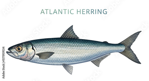 Atlantic Herring Fish Illustration on white.