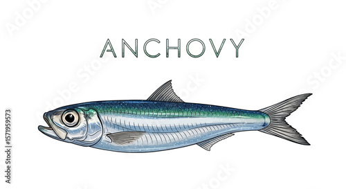 Anchovy fish vector illustration on white.