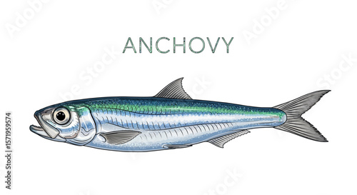 Anchovy Fish Illustration Seafood isolated.