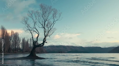 Footage of the Wanaka tree with no leaves in the winter