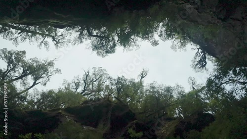 Looking up to a tree canopy from a remote creek in New Zealand